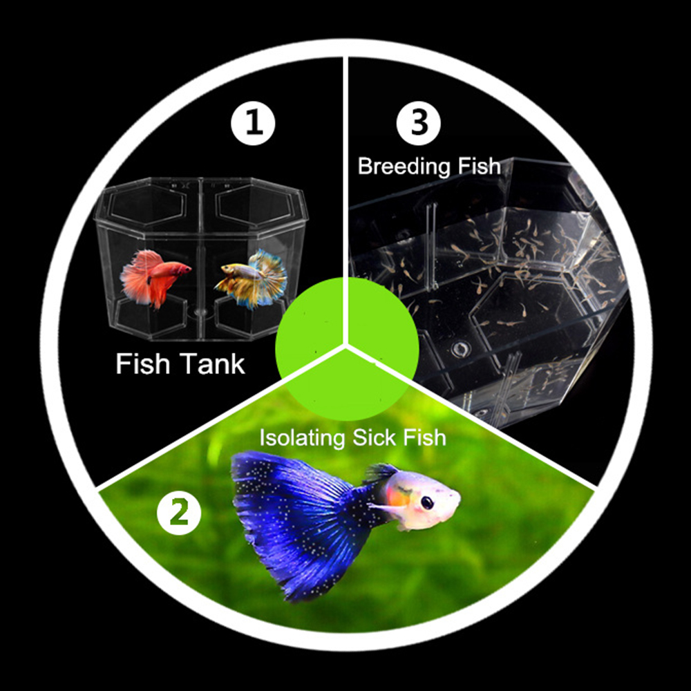 Akrilik Iki Bölünmüş Lepistes  - Betta Fish Tank incelemesi ve fiyatı